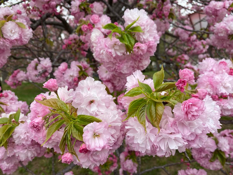 【えっぱんのひとりごと】やはり造幣局の桜はいい。