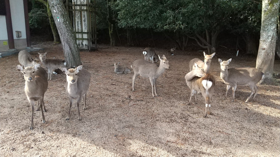 楽ちんウォーク番外編「ウォーキングクイズラリーin宮島」行いました