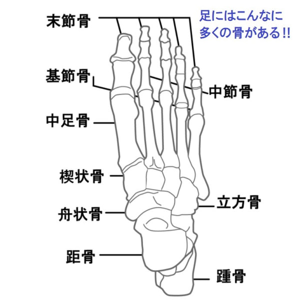 足と靴と健康　その①