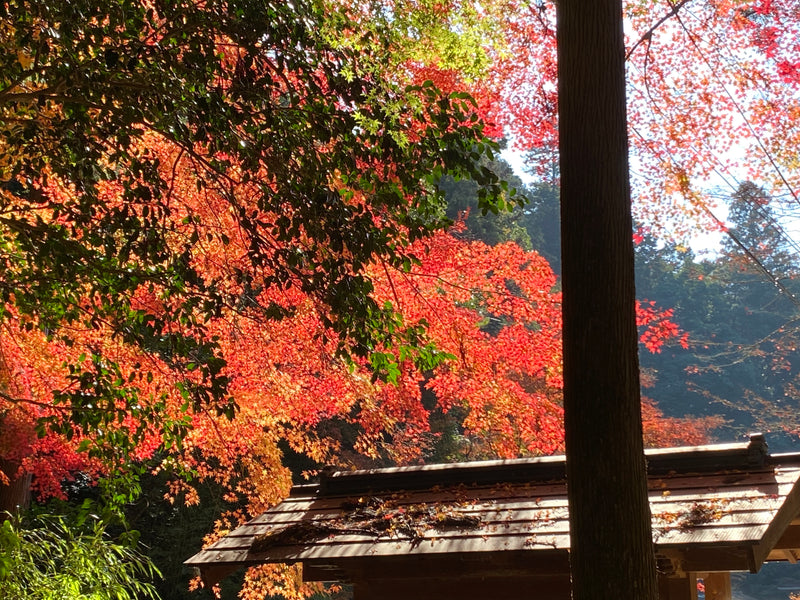 第185回　楽ちんウォーク