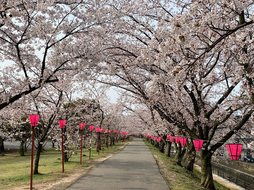 第164回　楽ちんウォーク