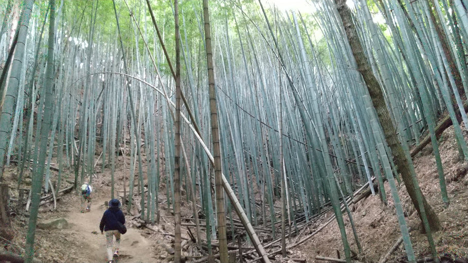 三滝山を登ってみた